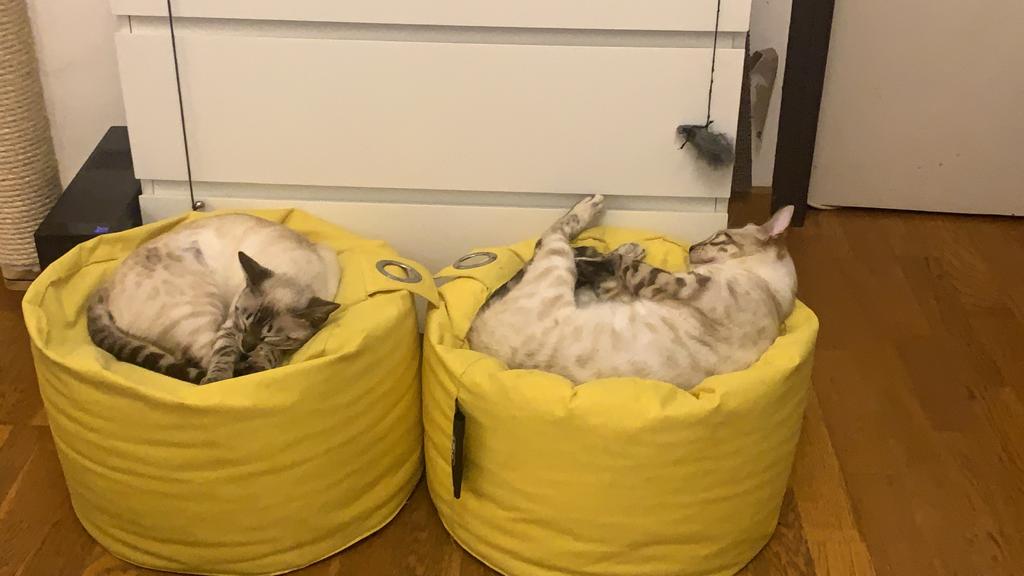 Pondicherry et Rocky