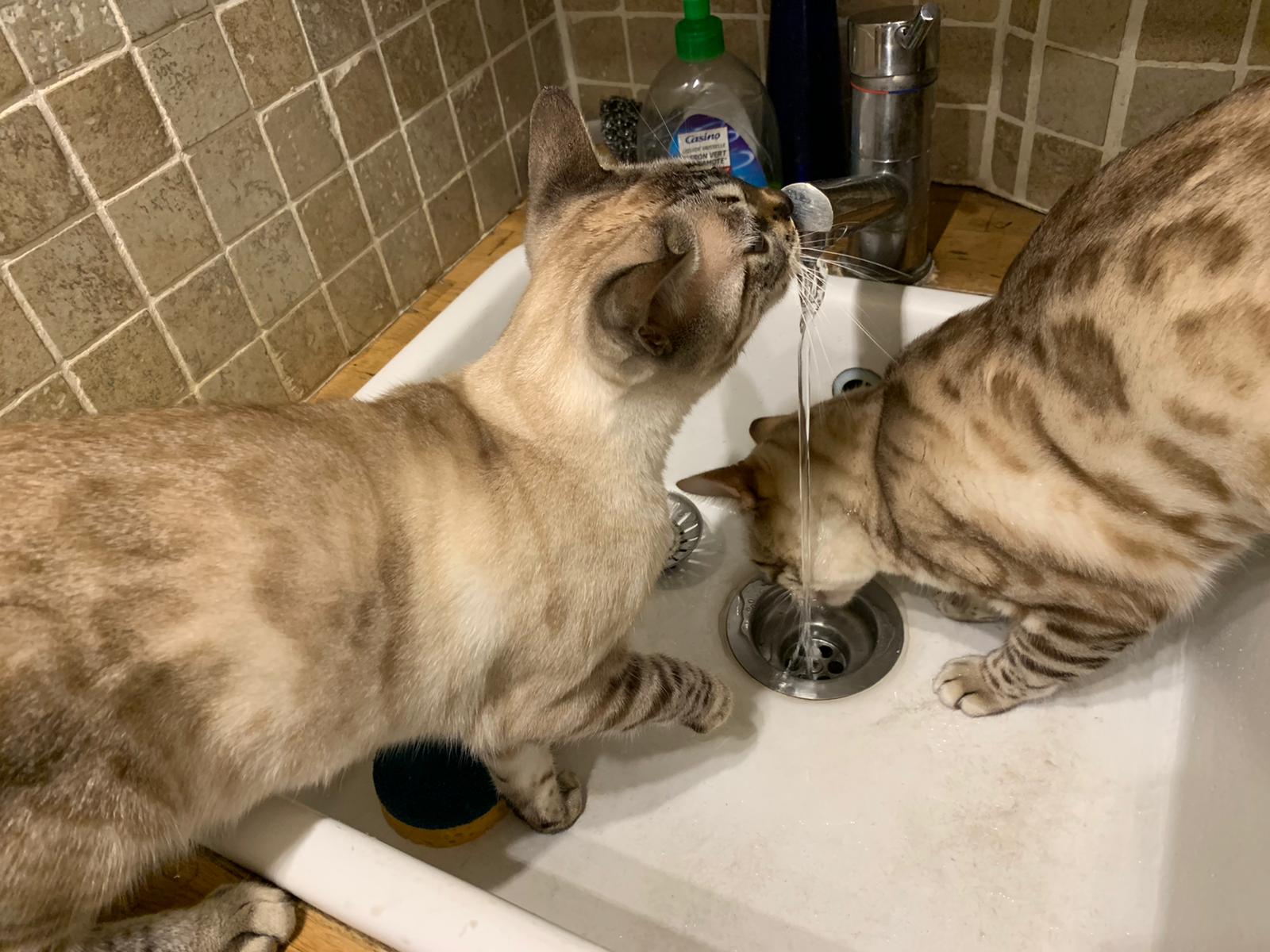 Pondicherry et Rocky