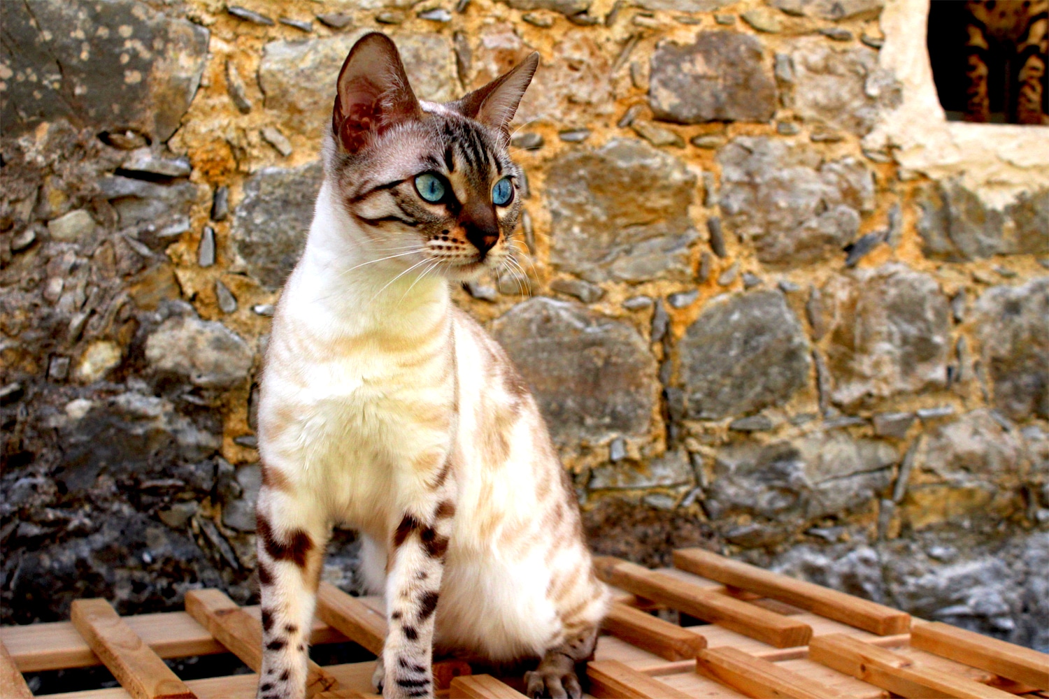 Chat bengal
